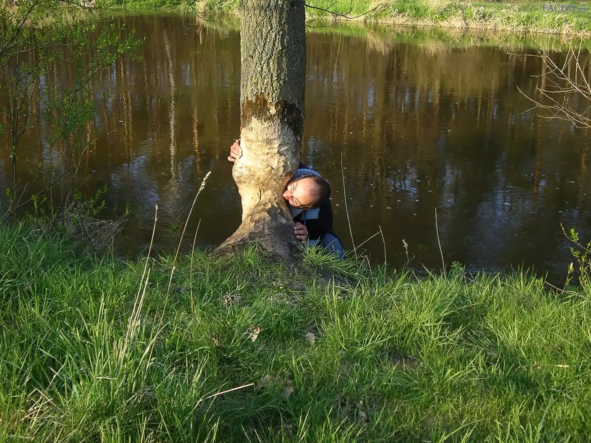 Drzewo, Mężczyzna, Bóbr