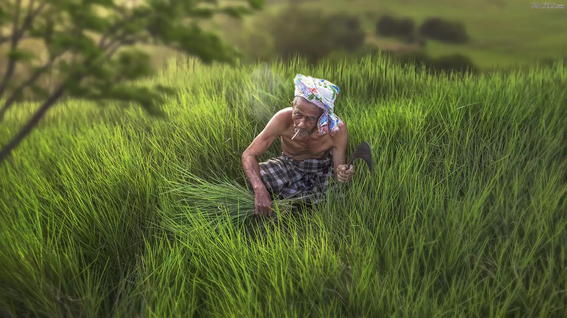 Rozmycie, Papieros, Starszy, Trawa, Drzewa, Mężczyzna, Chustka